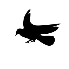 bird silhouette