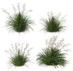 shrubs libertia formosa on a transparent background