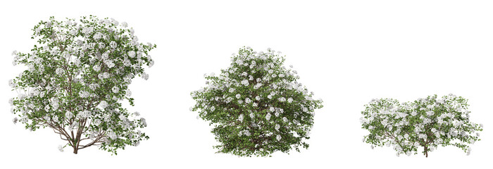 shrubs on a transparent background
