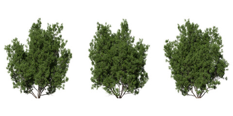Obraz premium shanks tree on a transparent background