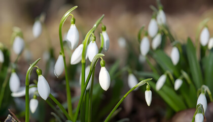 Galanthus nivalis - blooming white flowers in early spring in the forest, wallpaper closeup