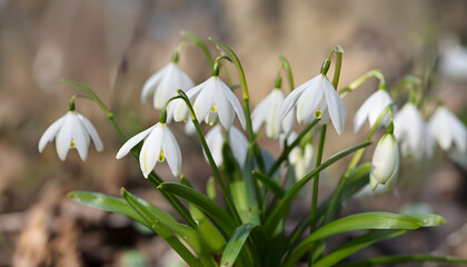 white spring flowers, Galanthus nivalis - blooming white flowers in early spring in the forest, wallpaper 