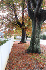 Beautiful view of Bowral Southern Highlands NSW, autumn photography