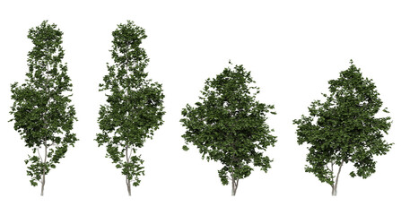 coliseum maple tree on a transparent background © YO_CG