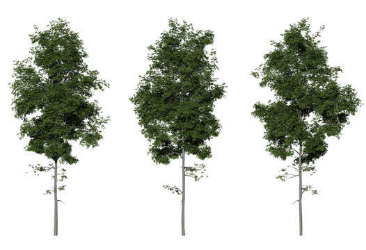 hickory tree on a transparent background