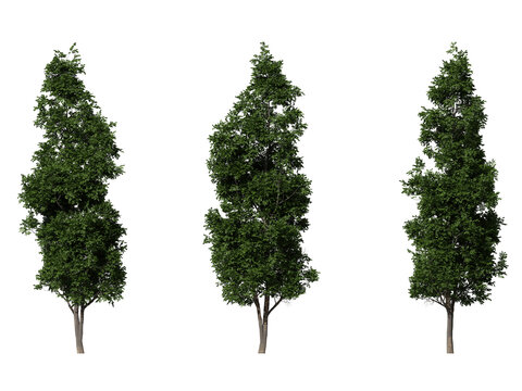 alder tree on a transparent background