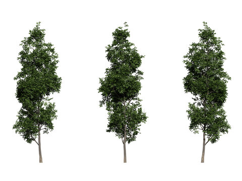 alder tree on a transparent background