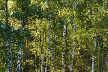 White birch wood forest landscape in summer.