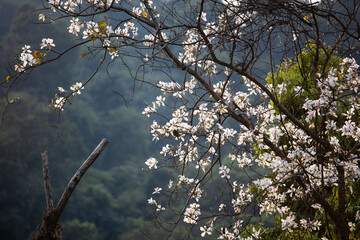 Blooming white Bauhinia variegata in summer.