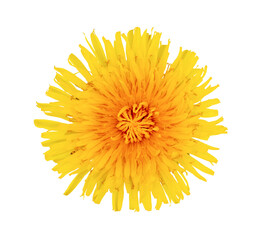 isolated close-up photo of yellow dandelion flower