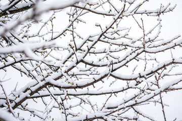 Fototapeta na wymiar Tree branches in spring covered with snow, close up.
