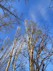 Fototapeta na wymiar tree in the blue sky spring outdoor photo landscape 