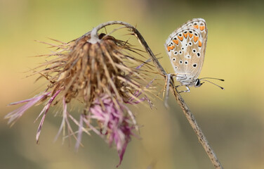 Brown argus butterfly on dried flower in summer