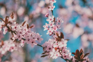 Wiosenne kwitnące drzewa na tle niebieskiego nieba | Spring blooming trees