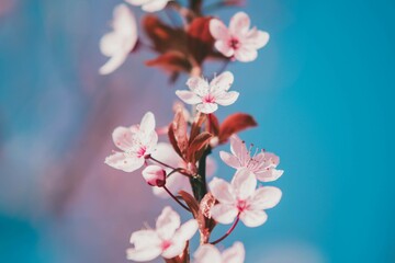 Wiosenne kwitnące drzewa na tle niebieskiego nieba | Spring blooming trees