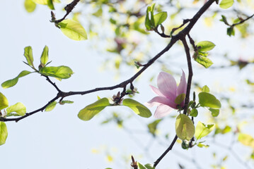 モクレンの花