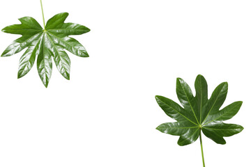 Leaves isolated on white background, summer and nature concept, PNG