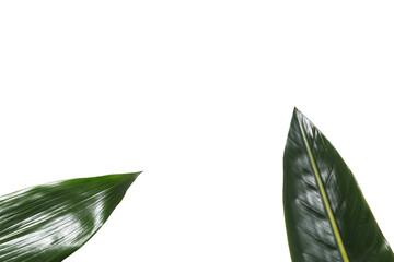Leaves isolated on white background, summer and nature concept, PNG