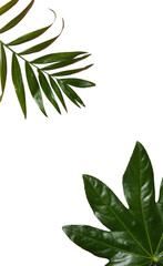 Fototapeta premium Leaves isolated on white background, summer and nature concept, PNG