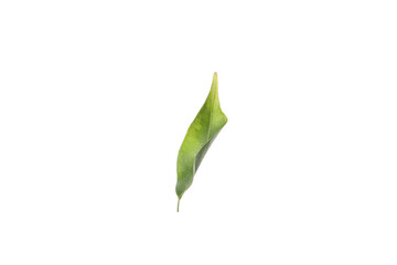 Leaf isolated on white background, summer and nature concept, PNG