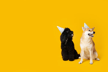 Two dogs on yellow background, Dog Birthday