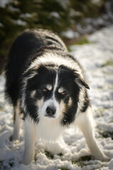Border collie is standing in the snow. Winter fun in the snow.