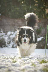 Border collie is running through a field in the snow. Winter fun in the snow.