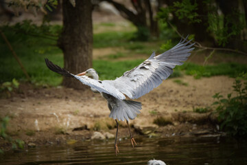 Ashen Egret flying in the zoo. A bird in a pond.