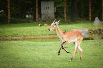 Naklejka na ściany i meble Antelope is running in the grass in the zoo near to the fence. They have not place for living.
