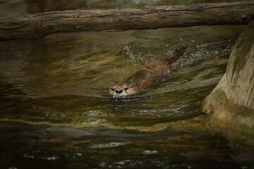 Otter is swimming in its enclosure. Summer day at the zoo. Otter after swimming