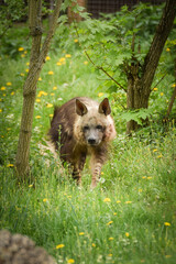 Hyaena brunnea is standing in zoo habitat. She is beautiful animal with long hair.