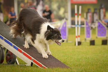 Dog is running on agility see-saw. She is so incredible dog on agility.