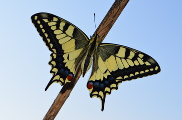 Imago of colorful butterly called Papilio machaon with open wings.