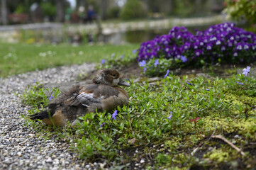 Young goose rests in the grass
