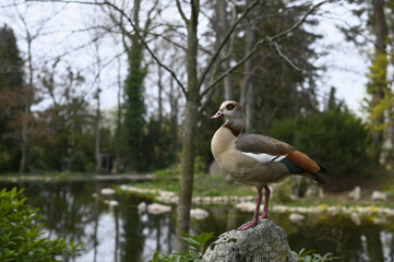 Goose sits on a rock in the park