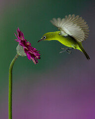 Ring-eyed bird hovering on flower