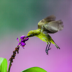 Obraz premium Ring-eyed bird hovering on flower