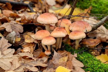group of mushrooms growing in forwst among dry fallen leaves