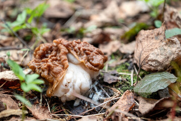 gyromitra gigas mushroom growing in spring forest