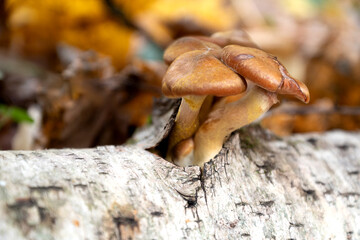 group of mushrooms grows on tree log or shrub through  bark