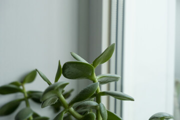 Succulent in the apartment.Home succulent. Succulent Crassula close-up. 