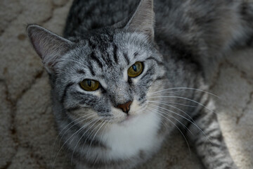 Naklejka na ściany i meble Beautiful gray cat. Pet portrait. Close-up of a cat's muzzle.The cat is looking at the camera.