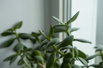 Home succulent. Succulent Crassula close-up. Succulent in the apartment.