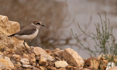 isolated small beautiful bird (kentish plover)sit in the desert river background