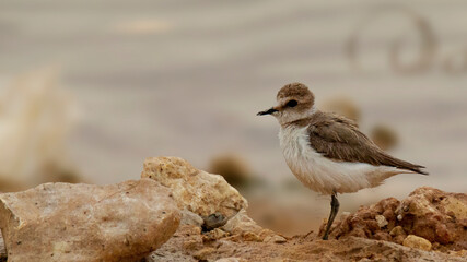 isolated small beautiful bird (kentish plover)sit in the desert river background