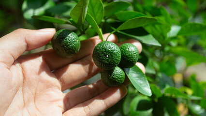Fruit Citrus amblycarpa or lime or bergamot on a tree in the garden