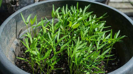 Water spinach (Ipomoea aquatica) cultivated in buckets on an urban farming scale