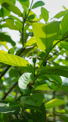 Tropical Fruit Guava on Guava Tree. Tropical fruit guava tree