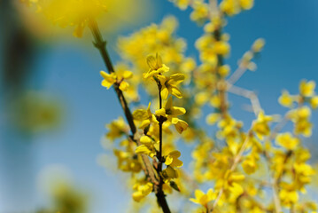 レンギョウの花