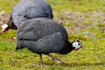 The helmeted guineafowl (Numida meleagris) is native African bird
